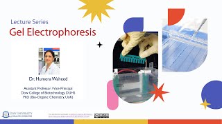 Gel Electrophoresis  DCoB Lecture Series [upl. by Lenahs]