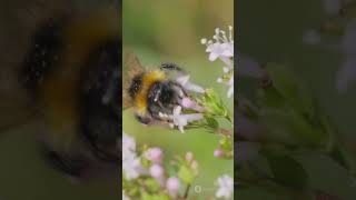 FACT  Bumblebees [upl. by Etnovahs]