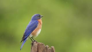 Bluebird Singing in the Rain [upl. by Dinse]