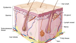 Classification of skin layers Hypodermissubcutaneous layerskin  skin theory of beauty course [upl. by Tanner]