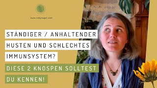 Ständiger  anhaltender Husten und schlechtes Immunsystem Diese 2 Knospen solltest du kennen [upl. by Wanyen]