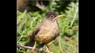 AVES DE CHILE  CANTOS 22 [upl. by Sylvie]