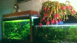 Aquarium Aquarium со спецэффектом [upl. by Hedberg]