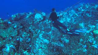 Spearfishing New Caledonia  Picot du large par Seb PEREZ  Extérieur Passe de Dumbéa [upl. by Mel]