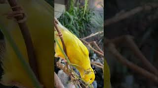 Aviary  Bird Aviary  Aviary Birds  Outdoor Aviary  Finch Aviary  Canary Aviary  aviary birds [upl. by Attlee]