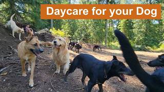 Daycare for your dog 🐶🐕🐩 Keep your dog busy while you are away or entertained while you cuddle [upl. by Gnay]