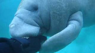 Manatee Attack  A Manatee tries to bite off my Hand [upl. by Llemert]