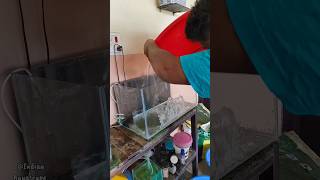 New 2 Feet Tank Setup For Goldfish🐟😍❤️ shortsgoldfish aquariumtankfishplantsranchugoldfish [upl. by Lancey]