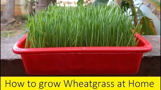 How to Grow Wheatgrass at Home from seeds in 7 days  Growing Wheatgrass in Home  Terrace Gardening [upl. by Caterina]