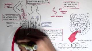 Mucosal Immunity Overview [upl. by Asir903]