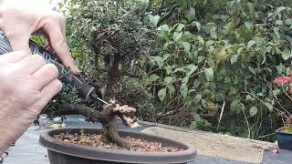 Creating deadwood on a cotoneaster [upl. by Sherard]