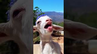 Baby goat goat babygoat short [upl. by Anoniw]