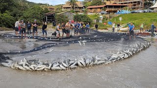 Safra da tainha 2023 300523 Cerco com 1450 peixes Praia da Vigia Garopaba SC [upl. by Airednaxela204]