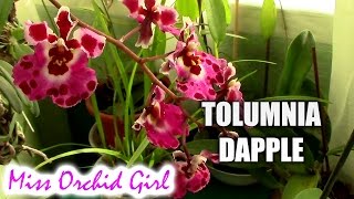 Tolumnia Jairak Flyer Dapple  another orchid jewel [upl. by Sorrows]