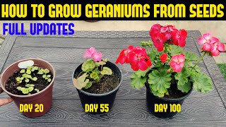 How To Grow Geranium At Home FULL INFORMATION [upl. by Ecnahs884]