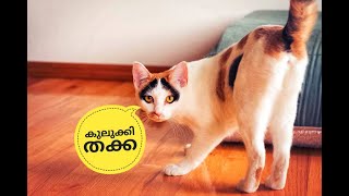 കുലുക്കി തക്കANIMAL FUN DUB 103 മൃഗങ്ങൾ സംസാരിച്ചാൽ funny dubbing malayalam [upl. by Lasala]