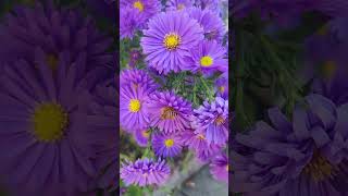 Aster flower flower aster nature beautiful pnw [upl. by Eat]