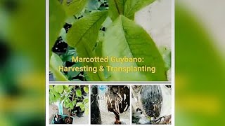 Transplanting the marcotted guyabano guyabano backyardgardening nature [upl. by Weyermann625]