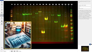 How to Perform Total Protein Normalization for Western Blot Protein Analysis with Phoretix 1D [upl. by Princess705]