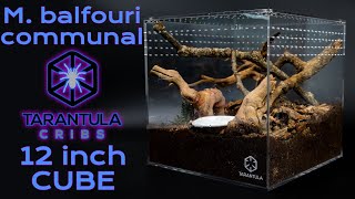 15 Tarantulas in ONE 12quot Tarantula Cube Enclosure How to Rehouse your Communal Tarantulas [upl. by Jorie570]