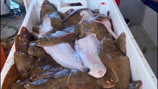 Commercial fishing for a day with trammel nets catching the flat fish Dover Sole onboard Razor Bill [upl. by Naleek]