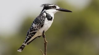 Pied Kingfisher Ceryle rudis Male amp Female Flight amp Attack on Prey [upl. by Ichabod312]