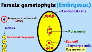 Megasporogenesis  Development of female gametophyte  Pravin Bhosale [upl. by Armitage]