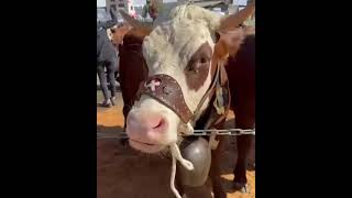 FOIRE DE LA CROIX À LA CLUSAZ  UNE BELLE TRADITION DE FIN D’ÉTÉ  La foire de La Croix à la Clusaz [upl. by Anividul]