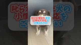 叱られ慣れた犬の「小慣れた対応」をご覧ください チワックスミントたいちょう 犬 [upl. by Roosevelt]