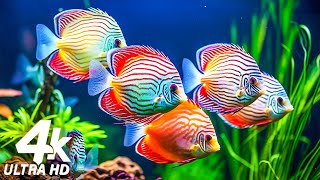 Aquarium 4K ULTRA HD  The worlds most beautiful fish the ultimate underwater escape 8 [upl. by Acinonrev923]