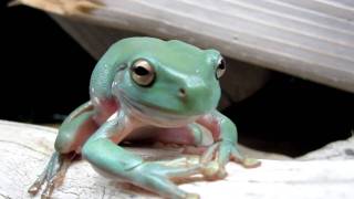 Whites Tree Frog shedding HD [upl. by Brodench]