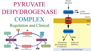 Pyruvate Dehydrogenase Complex and its regulation [upl. by Yesiad442]