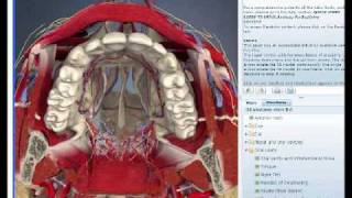 3D Head and Neck Anatomy for DentistryDentists [upl. by Linden521]