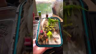 Check out my new fly box just got it organised FlyTying FlyBox FlyFishing Subscribe FYP ￼ [upl. by Danas143]