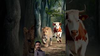 cow vs cheetah fight cow cowcalf calf animals helptheanimals success cheetah leopard short [upl. by Eyaj]