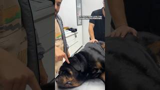 10000 TL PARA ÖDÜLLÜ asla elinizle dokunamayacağınız Rottweiler [upl. by Gad846]