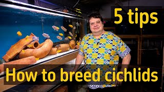 Breeding cichlids 5 tips [upl. by Setsero]