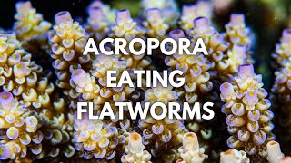 Managing ACRO EATING FLATWORMS with Cris Capp [upl. by Nadnarb]