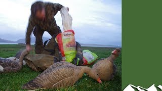 Superb goose shooting in Orkney [upl. by Aizirk]