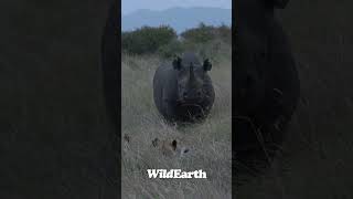 Rhino vs Lion Who is stalking who animal wildearth wildlife lion rhino [upl. by Irish]