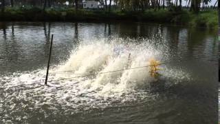 Bindhu Aqua 2 HP Paddle Wheel Aerator [upl. by Moreta521]