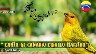 🔊Canto de CANARIO CRIOLLO Sicalis Flaveola canto Aguja [upl. by Noslen522]