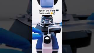 Sperm 🤫 Under microscope 😲🔬 part 2 shorts science microscope [upl. by Nnylacissej]