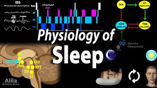 Sleep Physiology Animation [upl. by Raouf]