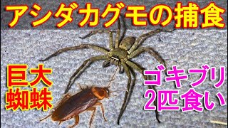 アシダカグモの捕食場面～日本最大級の巨大蜘蛛がゴキブリ2匹を同時に食べる動画Shuntsman spider～ [upl. by Guendolen404]