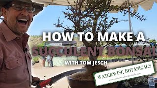 How to make a succulent bonsai with Tom Jesch [upl. by Elma]