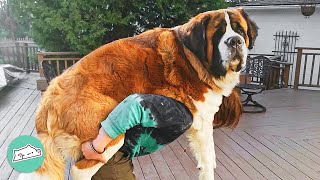 Gigantic St Bernard is Acting Silly Like a Baby  Cuddle Buddies [upl. by Placida]