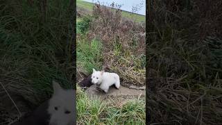 Ohje 🙈 Zwei Drecksspatzen 🐾🎬 dog bergerblancsuisse labrador dreckig [upl. by Mure310]