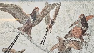 Ancient Bird Confuciusornis sanctus Liaoning China 125 Million Years Ago [upl. by Hawley]