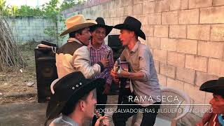 El jilguero Ranchero ft voces salvadoreñas  Rama Seca [upl. by Nikolas848]